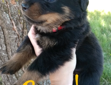 Red Rottweiler