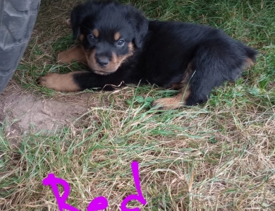 Red Rottweiler