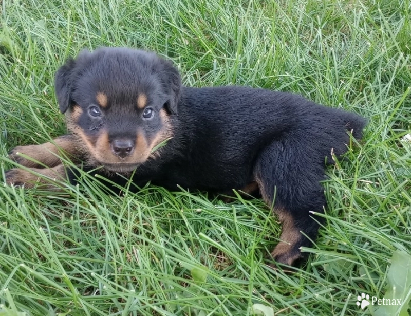 Red Rottweiler