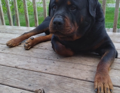 Oscar Rottweiler