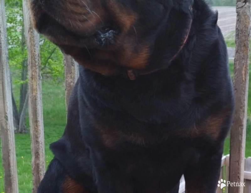 Oscar Rottweiler