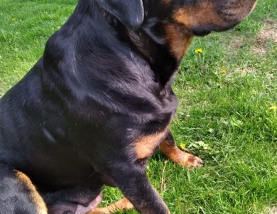 Marley Rottweiler