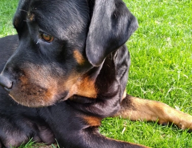 Marley Rottweiler