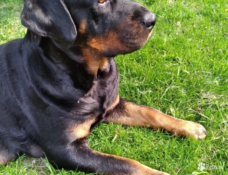 Marley Rottweiler