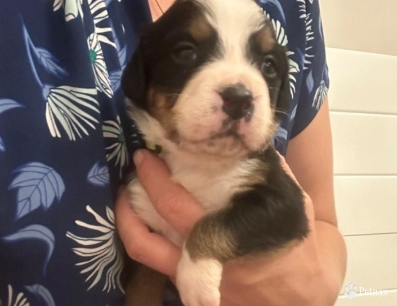 Lime green collar Bernese Mountain Dog