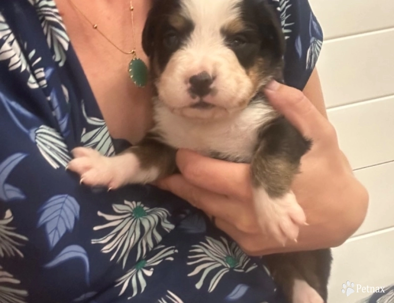 White collar Bernese Mountain Dog