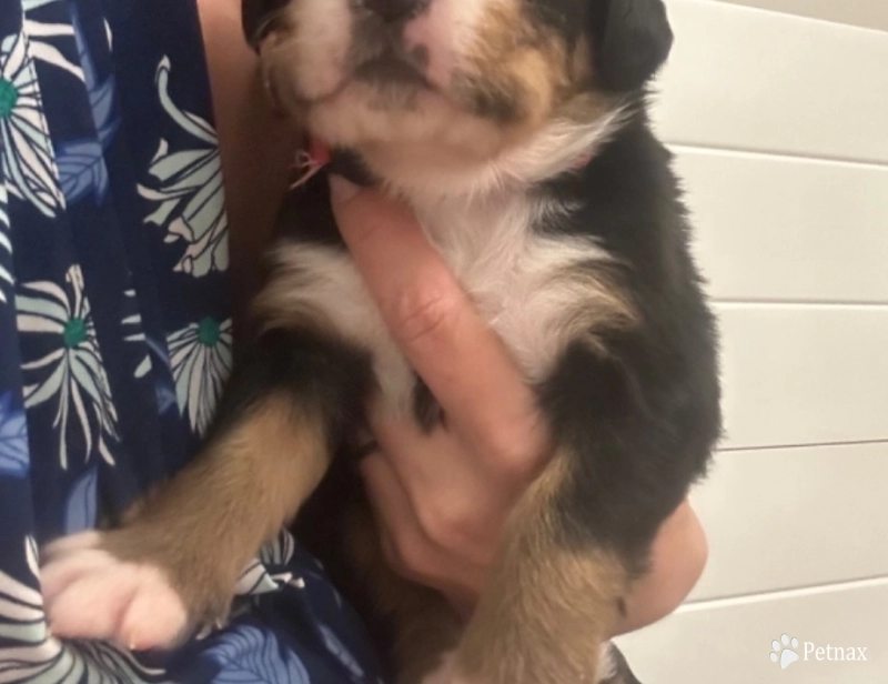 Pink collar Bernese Mountain Dog