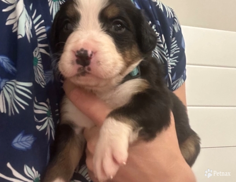 Light blue collar Bernese Mountain Dog