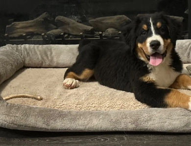 Silver collar Bernese Mountain Dog