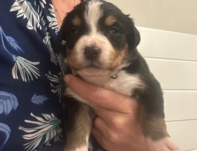 Silver collar Bernese Mountain Dog