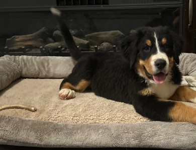 Silver collar Bernese Mountain Dog