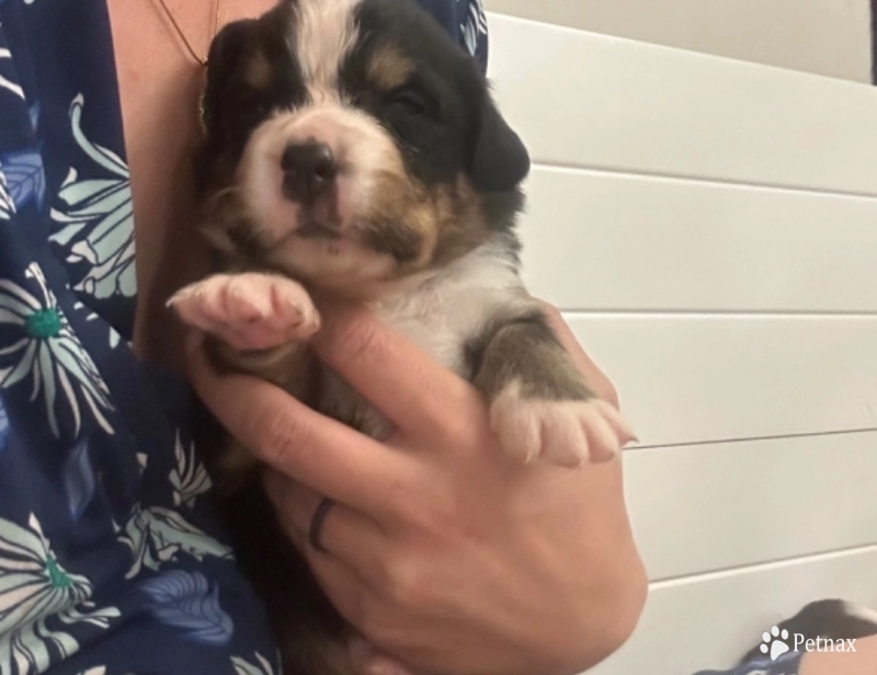 Black collar Bernese Mountain Dog