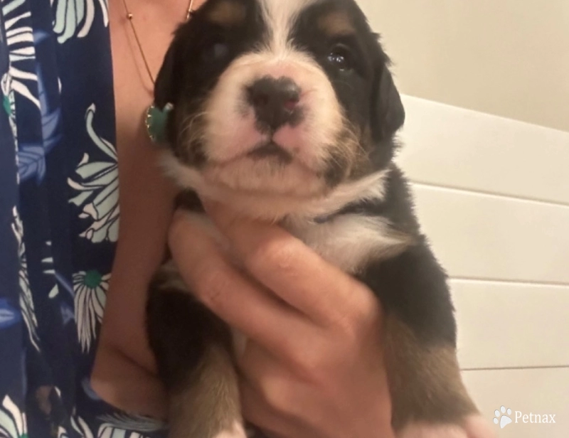 Dark blue collar Bernese Mountain Dog