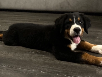 Dark green collar Bernese Mountain Dog