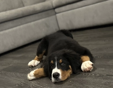 Dark green collar Bernese Mountain Dog