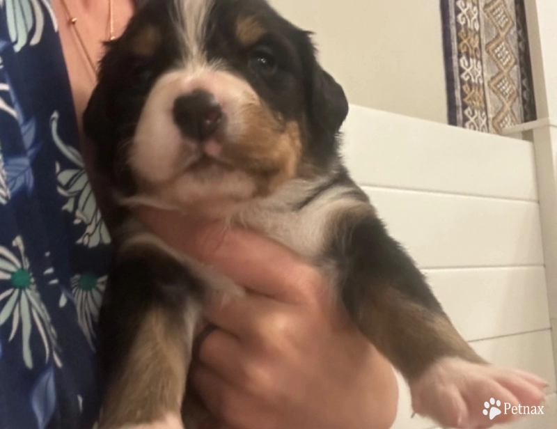 Dark green collar Bernese Mountain Dog