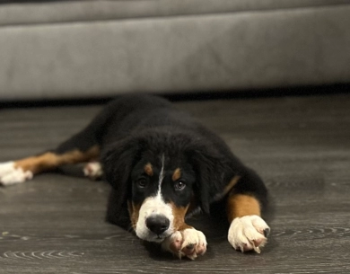 Dark green collar Bernese Mountain Dog