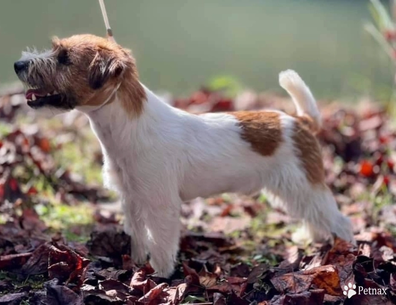 Jubilee on the mountaintop Jack Russell