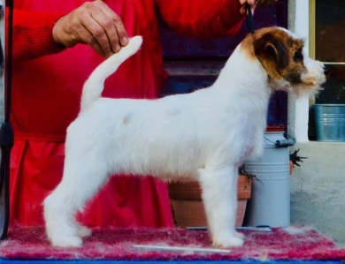 White River cookies and cream Jack Russell