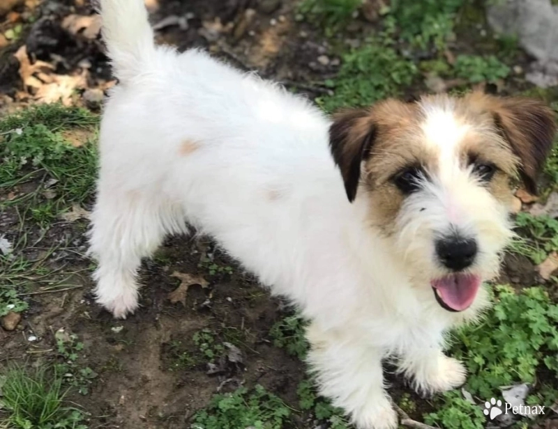 White River cookies and cream Jack Russell