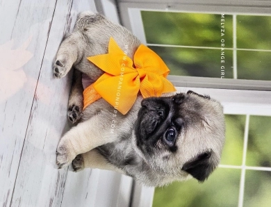 Orange Girl Pug