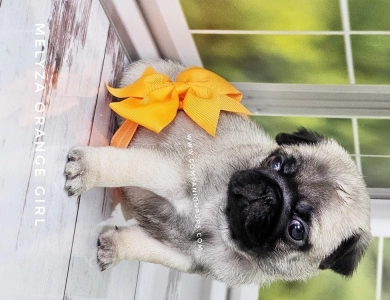 Orange Girl Pug