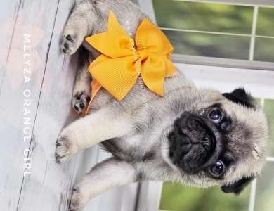 Orange Girl Pug