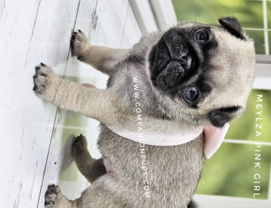 Pink Girl Pug