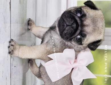 Pink Girl Pug