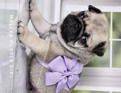 Purple Girl Pug