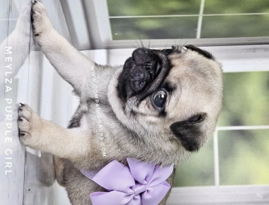 Purple Girl Pug