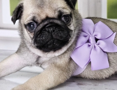 Purple Girl Pug