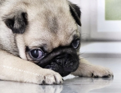 Purple Girl Pug