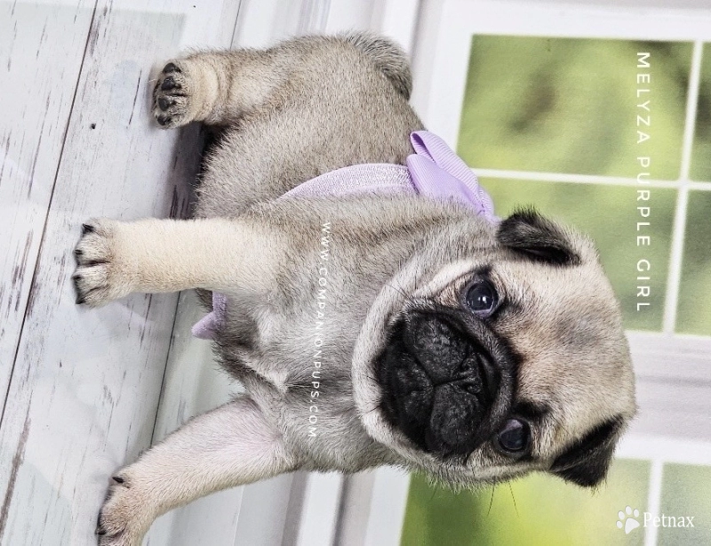 Purple Girl Pug