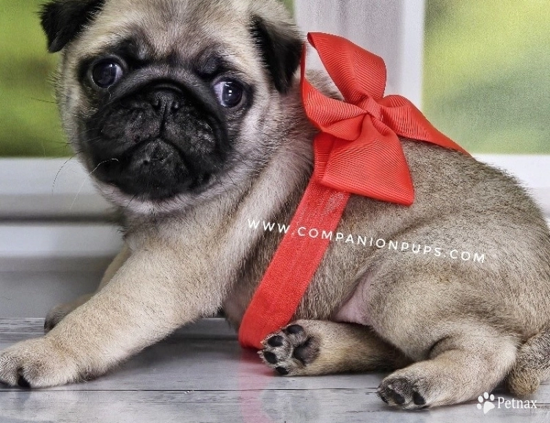 Red Boy  Pug