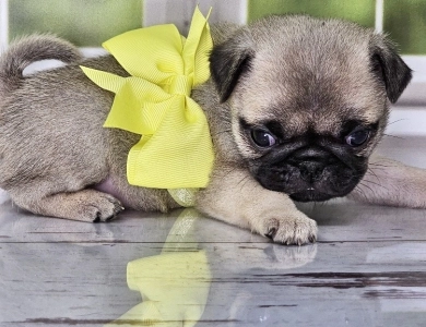 Yellow Boy Pug