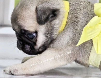 Yellow Boy Pug