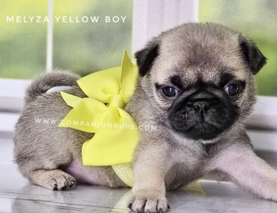 Yellow Boy