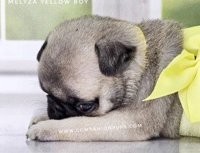 Yellow Boy Pug