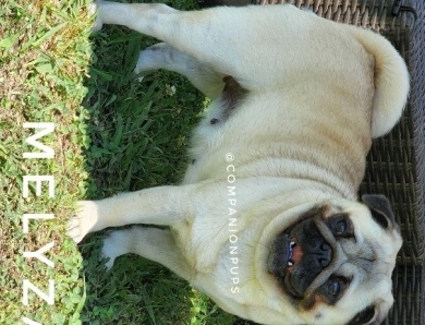 Melyza Pug