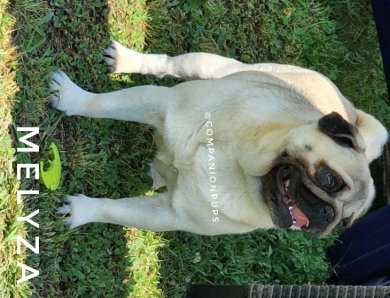 Melyza Pug