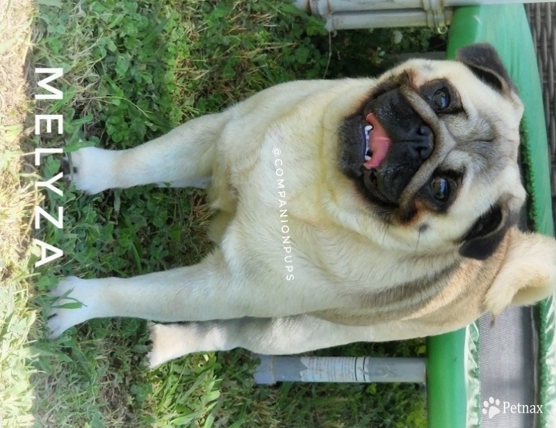 Melyza Pug