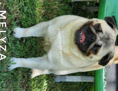 Melyza Pug