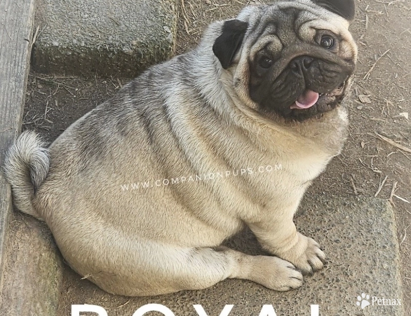 Royal Pug