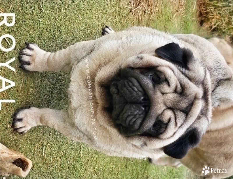 Royal Pug