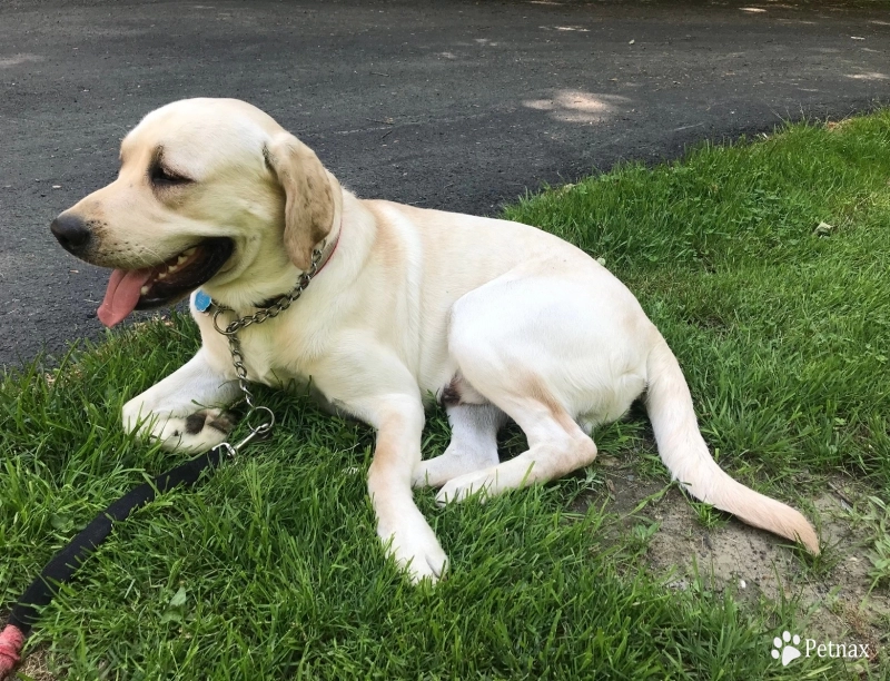 Hercules Labrador Retriever