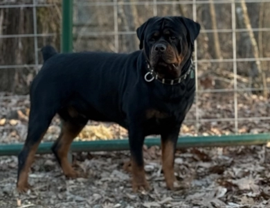 Trekker Von HollowHaus Rottweiler