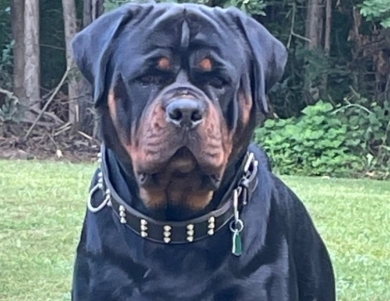 Trekker Von HollowHaus Rottweiler