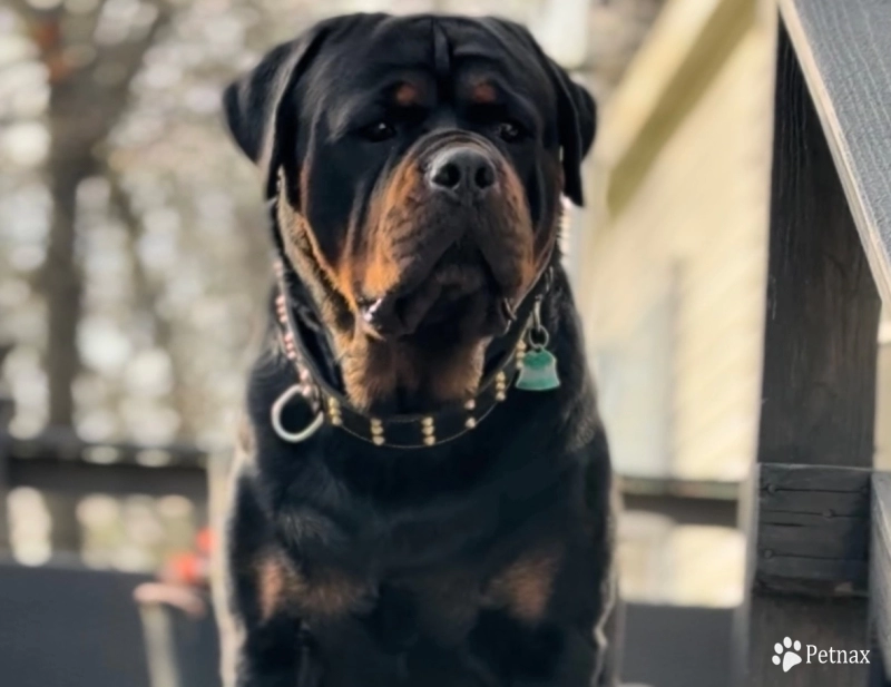 Trekker Von HollowHaus Rottweiler