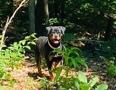 Tennessy Von HollowHaus Rottweiler